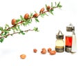 Cosmetic means: authentics oriental bottles with cosmetic oil, argan nuts and green leaves of argania spinosa tree on Royalty Free Stock Photo