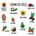 Cosmetic oils. Nuts from which squeeze oils. Nourishing oils for skin beauty. Vector icons