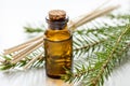 Cosmetic spruce oil in bottles with fur branches on white table background Royalty Free Stock Photo