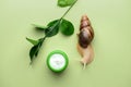 Giant Achatina snail and cosmetics on color background