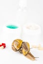 Cosmetics made with snail slime. Very healthy and organic products Royalty Free Stock Photo