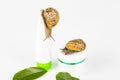 Cosmetics made with snail slime. Very healthy and organic products Royalty Free Stock Photo