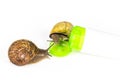 Cosmetics made with snail slime. Very healthy and organic products Royalty Free Stock Photo