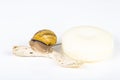Cosmetics made with snail slime. Very healthy and organic products Royalty Free Stock Photo