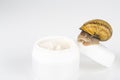 Cosmetics made with snail slime. Very healthy and organic products