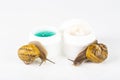 Cosmetics made with snail slime. Very healthy and organic products Royalty Free Stock Photo