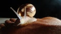 Cosmetological procedure. a snail on the hand in a beauty salon, wound healing close up of snail shell - closeup  treatment by sna Royalty Free Stock Photo