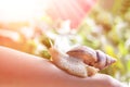 Cosmetological procedure. woman with a snail ahatin on her hand in a beauty salon at sunny day Royalty Free Stock Photo