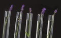 Cosmetology lab - Flowers of lavender in test tubes Royalty Free Stock Photo