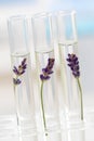 Cosmetology lab - Flowers and plants in test tubes Royalty Free Stock Photo