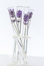 Cosmetology lab Lavender Flowers in test tubes Royalty Free Stock Photo