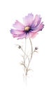 Cosmic Bouquet in Deep Purple: Isolated Watercolor on White Background in Contemporary Style .