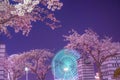 Cosmo clock and going to see cherry blossoms at night (Yokohama Minato Mirai)