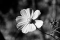 Cosmo flower in black and white Royalty Free Stock Photo