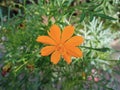 Cosmo flower orange green leaf Royalty Free Stock Photo