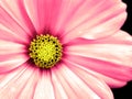 Cosmo Flower Taken closeup Royalty Free Stock Photo