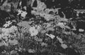 Cosmo flowers in black and white version Royalty Free Stock Photo