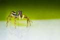 Cosmophasis umbratica jumping spider