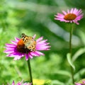 Cosmopolitan Butterfly - Vanessa Cardui, Syn.: Cynthia Cardui - On Flowering Pink Coneflower, Sunhat