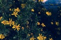 On the roadside wild calliopsis Royalty Free Stock Photo