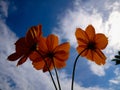 Beautiful orange cosmos flowers on a bluish white sky background, nature background, beauty in nature, low angle