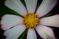 Cosmos bipinnata Cav. flower Royalty Free Stock Photo