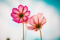 Cosmos bipinnata Cav flower pink Royalty Free Stock Photo