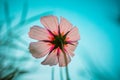 Cosmos bipinnata Cav Royalty Free Stock Photo