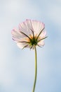 Cosmos bipinnata Cav flower Royalty Free Stock Photo