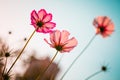 Cosmos bipinnata Cav flower pink Royalty Free Stock Photo