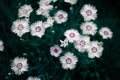 Photo of Cosmos bipinnata Cav wild flower background context