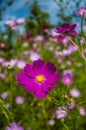 Cosmos bipinnata Cav Royalty Free Stock Photo