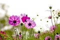 Cosmos bipinnatus Royalty Free Stock Photo