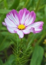 Cosmos bipinnatus, also known as garden cosmos, closeup of the white blossom with purple petal edges and yellow center. Lower angl Royalty Free Stock Photo