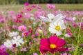 The Cosmos bipinnatus beautiful bloom when get winter coming, as the background.