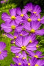 Cosmos bipinnatus, beautiful flower detail, created by artificial intelligence II