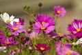 Cosmos bipinnatus Royalty Free Stock Photo