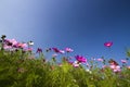 Cosmos bipinnatus