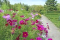 Cosmos bipinnatus blooming in garden. Red flowers near path Royalty Free Stock Photo