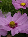 Cosmos bipinnatus Casanova Pink 05