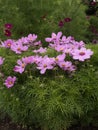 Cosmos bipinnatus Casanova Pink 03