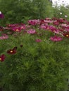 Cosmos bipinnatus Casanova Red 02