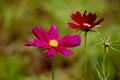 Cosmos bipinnatus colorful flowers