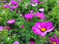 Cosmos bipinnatus, commonly called the garden cosmos or Mexican aster Royalty Free Stock Photo