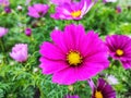 Cosmos bipinnatus, commonly called the garden cosmos or Mexican aster Royalty Free Stock Photo