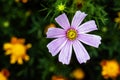 Cosmos bipinnatus, commonly called the garden cosmos or Mexican aster Royalty Free Stock Photo
