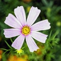 Cosmos bipinnatus, commonly called the garden cosmos or Mexican aster Royalty Free Stock Photo