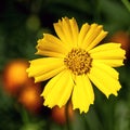 Cosmos bipinnatus, commonly called the garden cosmos or Mexican aster Royalty Free Stock Photo