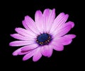 Cosmos bipinnatus, commonly called the garden cosmos or Mexican aster Royalty Free Stock Photo