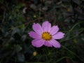 Cosmos bipinnatus, commonly called the garden cosmos or Mexican aster. Royalty Free Stock Photo